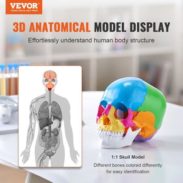 Human Skull Model -VEVOR-Medicinsk undervisning Forskning Lärande Presentation Anatomy School-20x12,5x17 cm