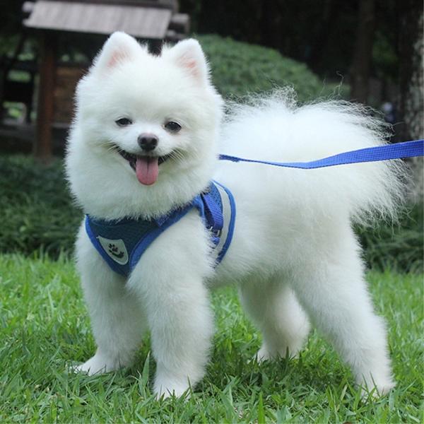 Reflekterende hundesele til små mellemstore hunde - Sort/S Black