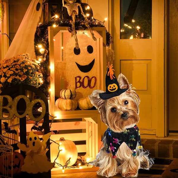 2 stk. katte- og hundekostumer til Halloween med Halloween-halsbånd til kat og Wit
