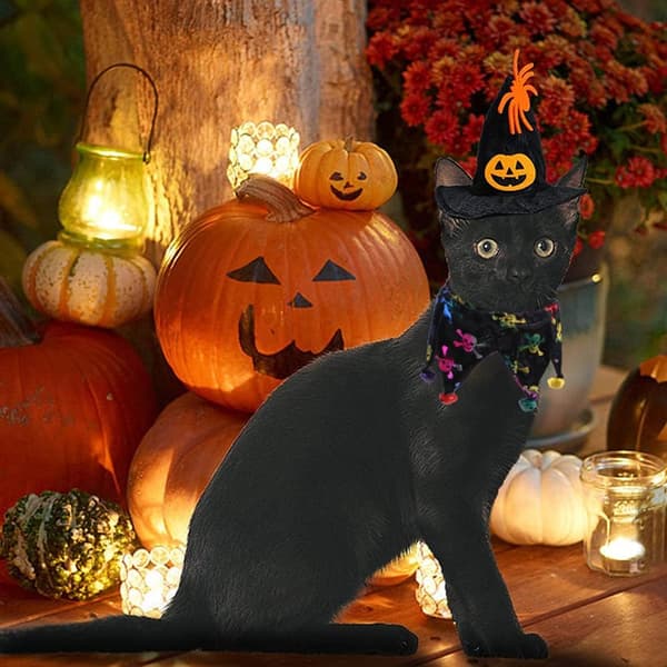 2 stk. katte- og hundekostumer til Halloween med Halloween-halsbånd til kat og Wit