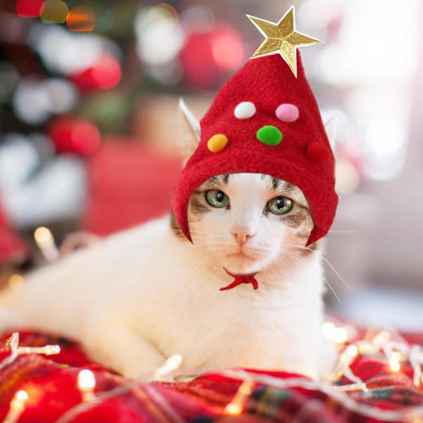 Julehat til hunde, Julehat til katte, Julehat til kæledyr, med søde pomponer, Julehat til hunde og katte, til kæledyr (rød)