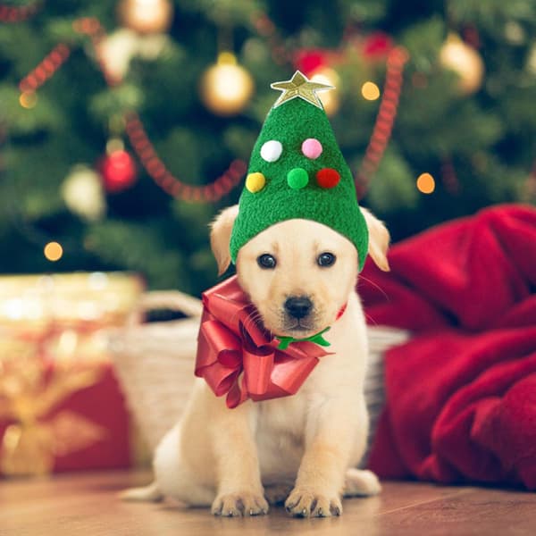 Julehat til hunde, Julehat til katte, Julehat til kæledyr, med søde pomponer, Julehat til hunde og katte, til kæledyr (Grøn)