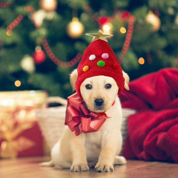 Julehat til hunde, Julehat til katte, Julehat til kæledyr, med søde pomponer, Julehat til hunde og katte, til kæledyr (rød)