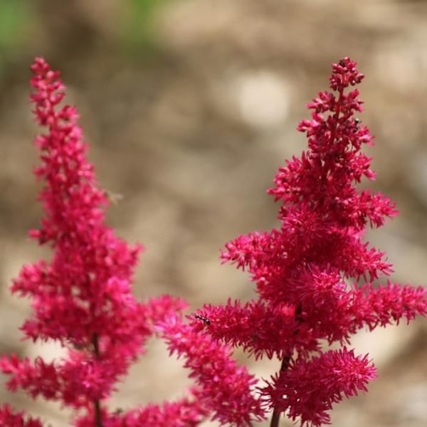 Faux Spiraea - Set om 6 - Astilbe - Rhizomer