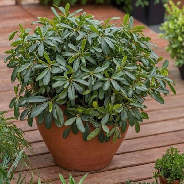 Pittospore från Japan - Pittosporum tobira nanum - Höjd 30-40cm - d19cm