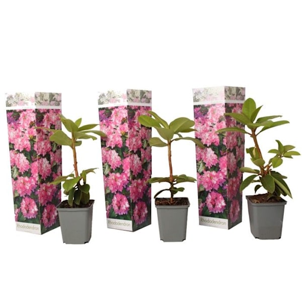 Blommande buske - Set om 3 - Rhododendron roseum - Höjd 25-40cm - d9cm