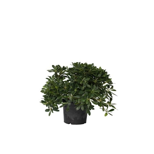 Pittospore från Japan - Pittosporum tobira nanum - Höjd 30-40cm - d19cm