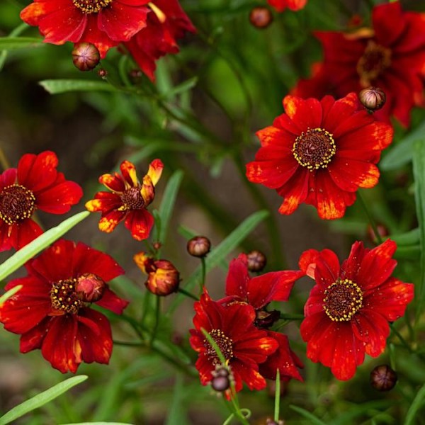 Dahlior - Set om 3 - Dahlia 'Topmix' - Blomsterlökar - Grön