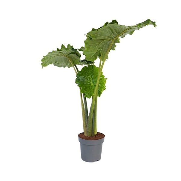 Elefantplanta - Alocasia 'Portodora' - Höjd 110-120 cm - d32 cm