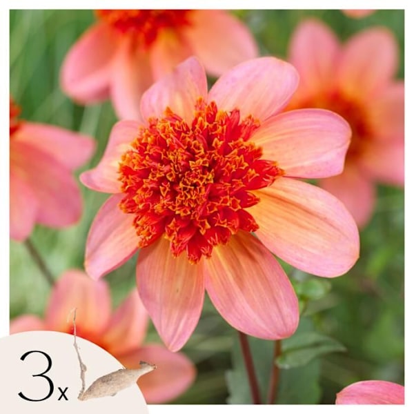 Dahlior - Set om 3 - Dahlia 'Totally Tangerine' - Blomsterlökar - Orange