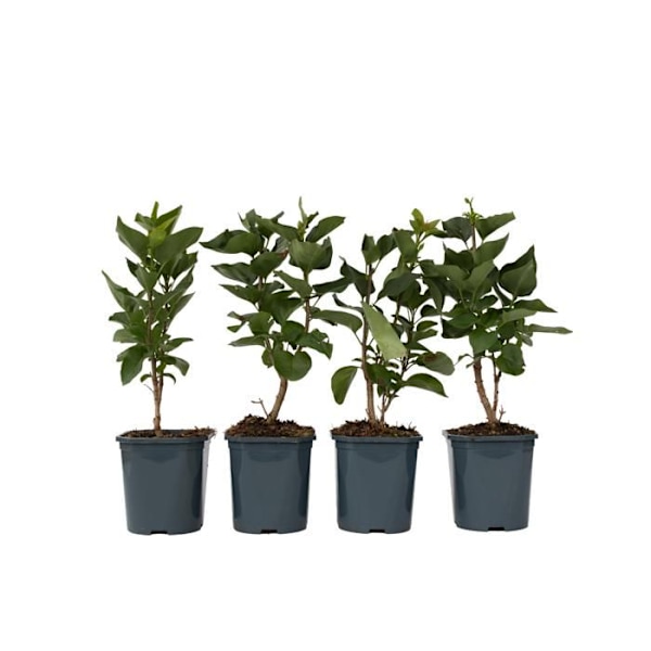 Lila - Set med 4 - Syringa vulgaris 'Ludwig Spath' - H25-40cm - d17cm