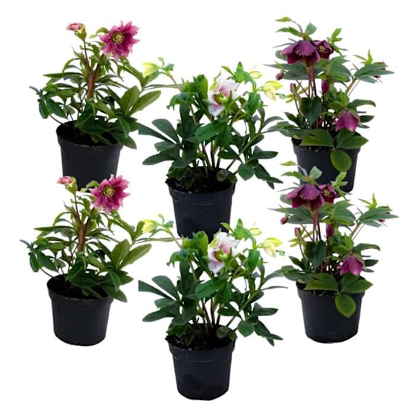 Ros av jul - Set med 6 - Helleborus orientalis - Höjd 20-30cm - d12cm