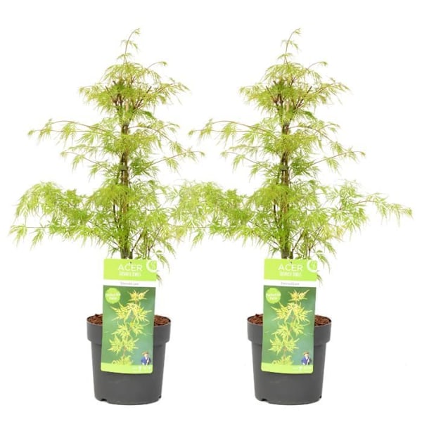 Acer palmatum 'Emerald Lace' - Set med 2 - Lönn - Kruka 19 cm - Höjd 60-70 cm