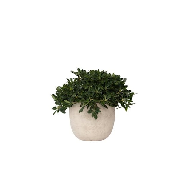 Pittospore från Japan - Pittosporum tobira nanum - Höjd 30-40cm - d19cm