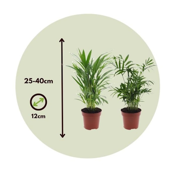 Inomhuspalmer - Set av 2 - Dypsis, Chamaedorea - Höjd 25-40cm - d12cm