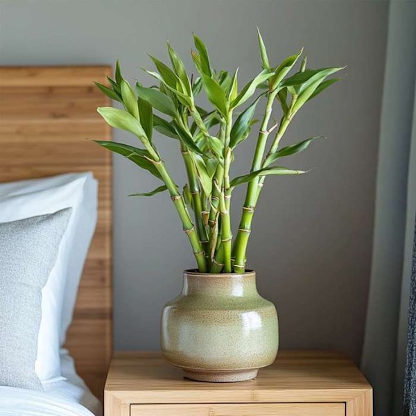 Lycklig bambu - Set om 12 - Dracaena sanderiana - Höjd 40-50cm - d2cm