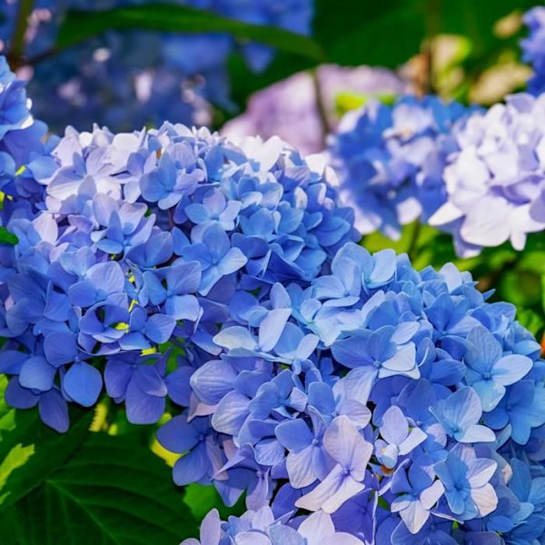 Hortensia - Set om 6 - Hydrangea macrophylla sorten 'Nizza' - H25-40cm - d9cm