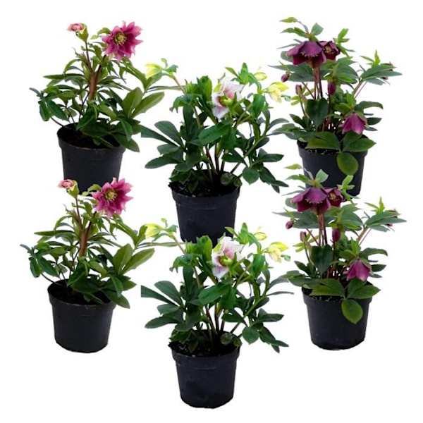 Ros av jul - Set med 6 - Helleborus orientalis - Höjd 20-30cm - d12cm