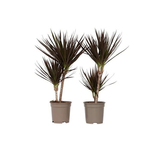 Dragonnier - Set om 2 - Dracaena marginata 'Magenta' - Höjd 70-80cm - d17cm