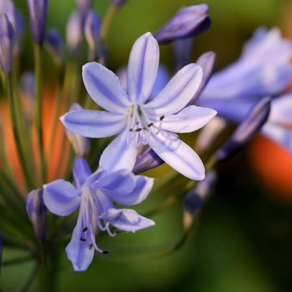 Fleur du Nil - Set om 6 - Agapanthus africanus - Rhizomer - Blå