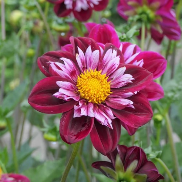 Dahlior - Set med 3 - Dahlia 'Mary Evelyn' - Blomsterlökar - Röd