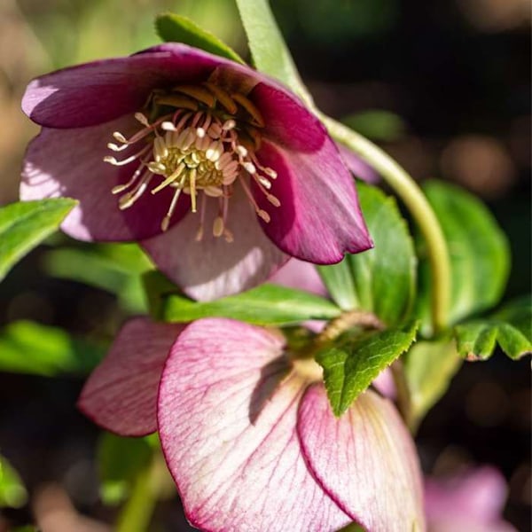 Ros av jul - Set med 6 - Helleborus orientalis - Höjd 20-30cm - d12cm