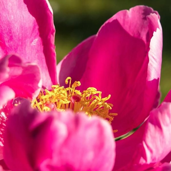 Pion - Set om 2 - Paeonia 'Karl Rosenfield' - Rhizomer - Rosa