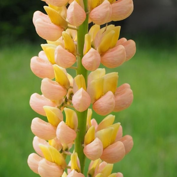 Lupin - Set med 20 - Lupinus - Rhizomer