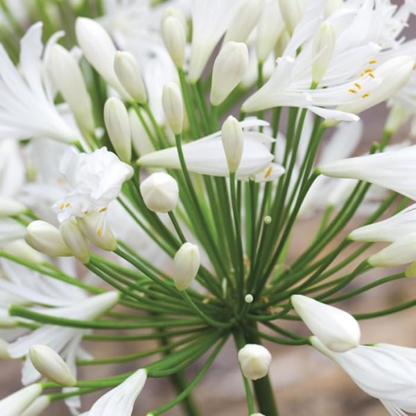 Fleur du Nil - Set om 6 - Agapanthus 'africanus', 'orientalis' - Rhizomer