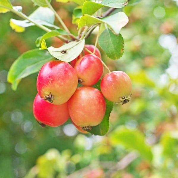 Blandning av fruktträd - Set av 8 - Malus, Pryus, Prunus - H60-70cm - d9cm