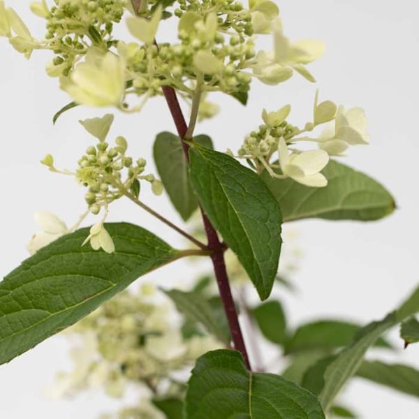 Hortensia - Hydrangea paniculata 'Pinky Winky' - Höjd 25-40cm - d19cm