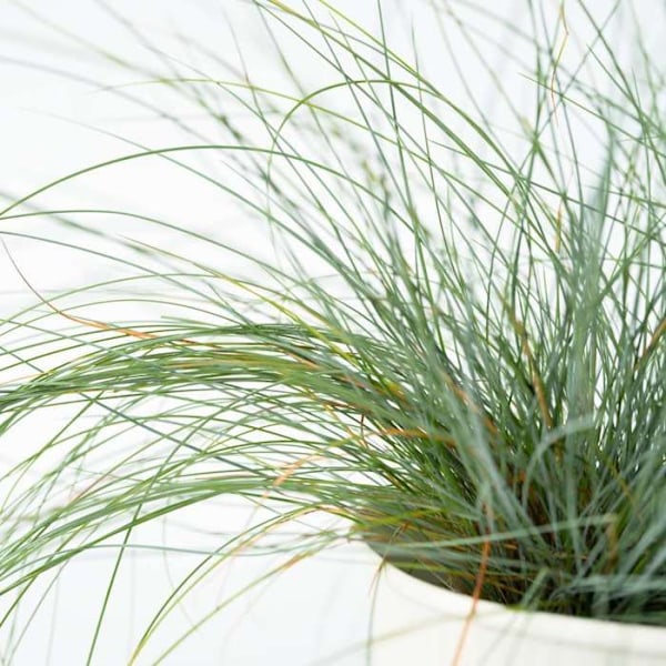 Fétuque - Set om 6 - Festuca glauca 'Elijah Blue' - Höjd 10-15cm - d9cm