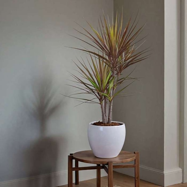 Dragonnier - Set om 2 - Dracaena marginata 'Magenta' - Höjd 70-80cm - d17cm