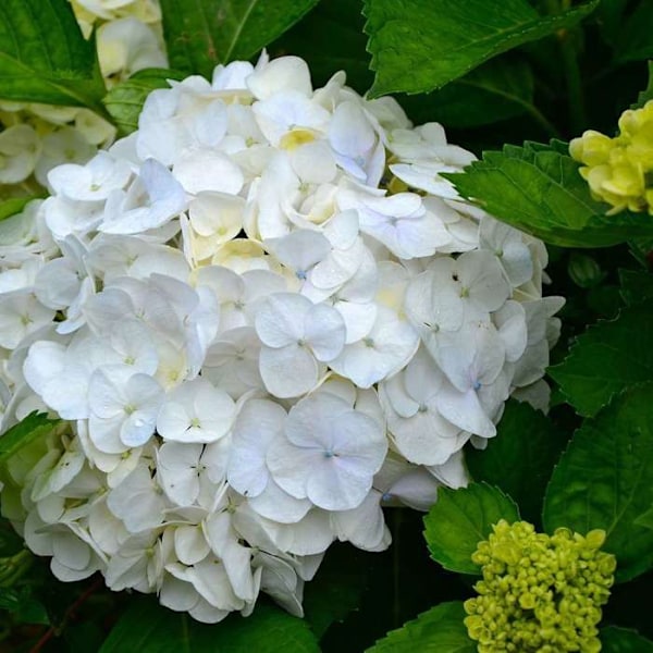 Hortensia - Set om 6 - Hydrangea macrophylla teller 'Benxi' - H25-40cm - d9cm