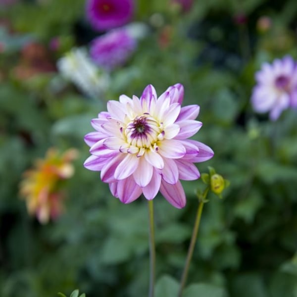 Dahlior - Set om 4 - Dahlia 'Pink Love' - Blomknölar - Rosa