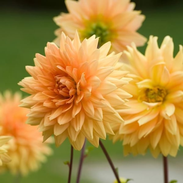 Dahlior - Set om 4 - Dahlia 'Bouquet Sunshine' - Blomsterlökar