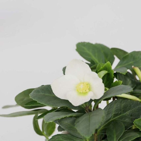 Rosenskärna - Set om 6 - Helleborus niger 'Mont Blanc' - H20-30cm - d12cm