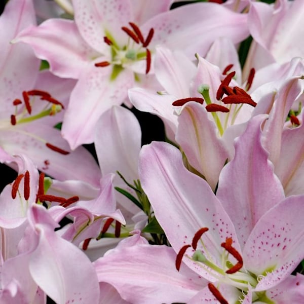 Lys - Set av 10 - Lilium orientalis - Rhizomer