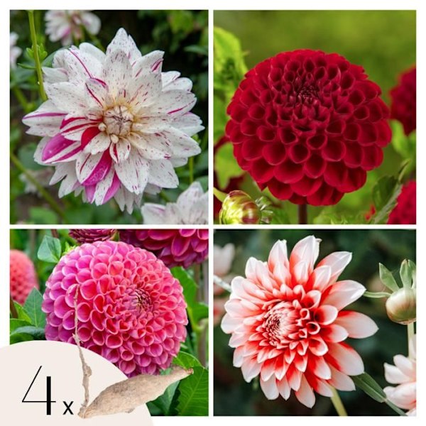 Dahlior - Set om 4 - Dahlia 'Bouquet Sunset' - Blomsterlökar