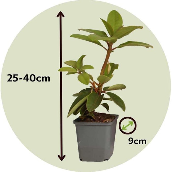 Blommande buske - Set om 3 - Rhododendron roseum - Höjd 25-40cm - d9cm