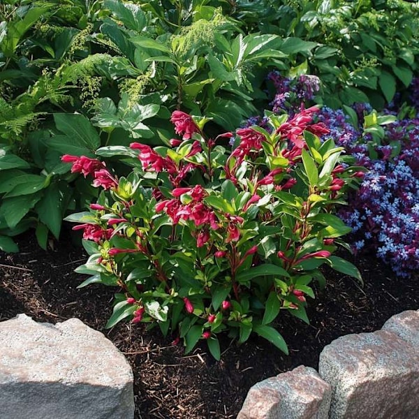 Röda blommor - Set om 4 - Weigela florida 'Red Prince' - H25-40cm - d17cm