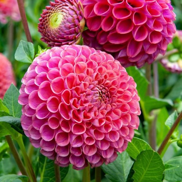 Dahlior - Set med 4 - Dahlia 'Bouquet Sunrise' - Blomknölar