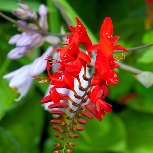 Fleur de l’Incendie - Set med 50 - Crocosmia 'Lucifer' - Blomlökar - Röd