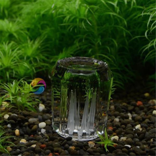 8-hulls sneglefelle gratis agn for akvariefiskplanter