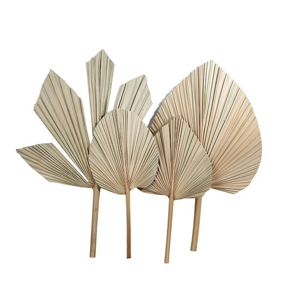 Palm Fan Leaf Torkad Blomma Palm Leaf Festdekoration Bröllop S C