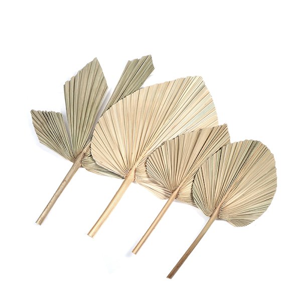 Palm Fan Leaf Torkad Blomma Palm Leaf Festdekoration Bröllop S C