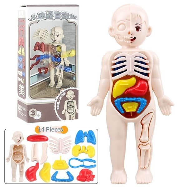 Ihmiskehon anatomian opetuslelu irrotettavilla elimillä lapsille