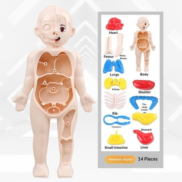 Ihmiskehon anatomian opetuslelu irrotettavilla elimillä lapsille