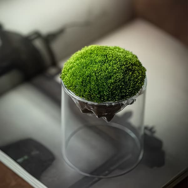 Glas Terrarium Til Bjergudsigt Mos er Hydroponisk Beholder A2