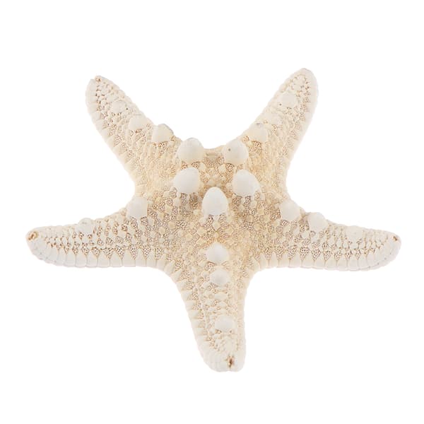 Sjøstjerne Håndverk Dekor Sjøstjerne DIY Shell Sea Fish Party Beige S